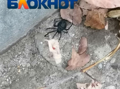 Крайне ядовитую самку каракурта нашли на детской площадке в Волгограде