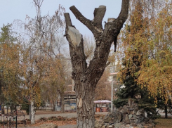 Приговоренный ствол станет арт-объектом в Комсомольском саду Волгограда