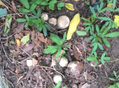 Трое жителей Волгоградской области тяжело отравились грибами