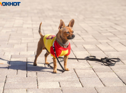 Стресс, битье машины и собака в шоке: конфликт двух волгограцев дошел до суда