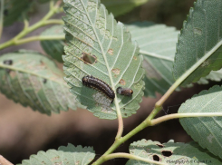 Ильмовый листоед приступил к уничтожению вязов Волгограда