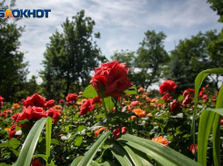 Испепеляющая жара ждет волгоградцев