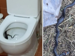 Жительница Волгоградской области обнаружила в унитазе живую змею