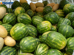 Волгоградские фермеры продают овощи с полей за копейки