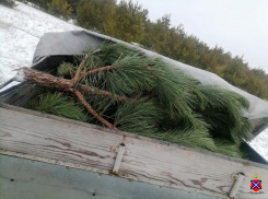 Волгоградцы рванули рубить сосны в лесу на фоне шок-цен на новогодних базарах