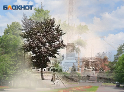 Тогда и сейчас: знаменитый тополь на площади Павших борцов в Волгограде тоже был маленьким