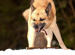250 тысяч потратили чиновники, чтобы на волгоградца напала дворняжка