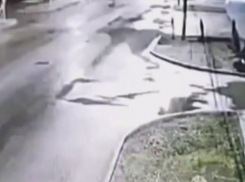 «Тырят все, чем можно заменить дерево в Новый год»: на видео попала кража туи под Волгоградом