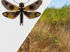 Аскалаф пестрый может исчезнуть из Волгоградской области: всему виной арбузные поля