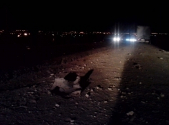 На севере Волгограда водитель насмерть сбил двух пешеходов и скрылся