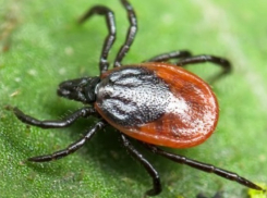 Заболеваемость крымской лихорадкой выросла в Волгоградской области в 4,5 раза