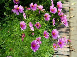 Сентябрь подарит волгоградцам еще одно теплое воскресенье 