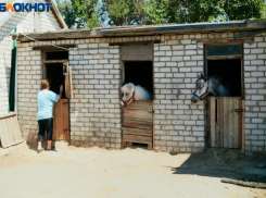 Руководство волжского конно-спортивного клуба не верит, что поджог устроил подросток