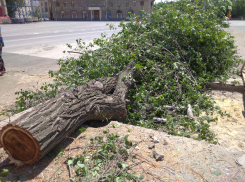 Новая жертва «асфальтовой мании»: в центре Волгограда спилены огромные вязы