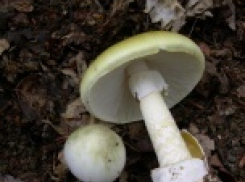 Волгоградец скончался, поев бледной поганки