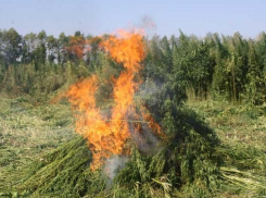 В Волгограде уничтожили более 100 килограмм марихуаны