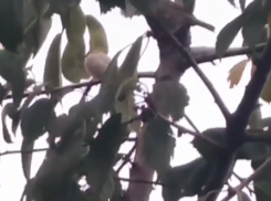 Редкий белый воробей попал на видео в Волгоградской области