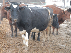 Карантин по бешенству введен в четырех районах Волгоградской области