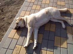 Снега в Волгограде снова не будет