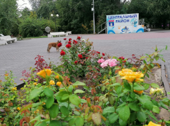 Повезло с погодой: волгоградцы с комфортом прогуляются до избирательных участков