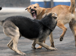 В Волгограде стая собак покусала 4-летнюю девочку и ее родителей