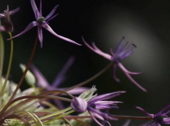 В первый день апреля в Волгограде похолодает