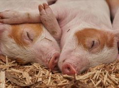 В Волгоградской области сообщили об ударных объемах выпуска кормов для животных