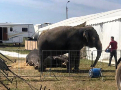 Настоящий слон будет гулять в центре Волгограда