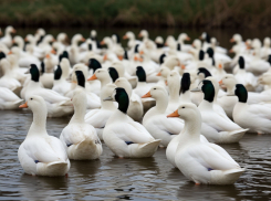 Кровавый обед устроили хаски под Волгоградом