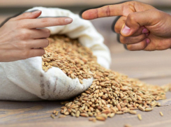 Фермер о зерновом потенциале Волгоградской области: в 2 раза больше собранного