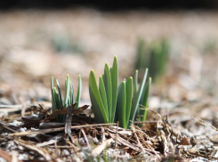  1 апреля порадует жителей Волгограда теплом в +12 градусов