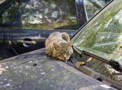 Отсутствием осадков порадует последнее воскресенье сентября волгоградцев