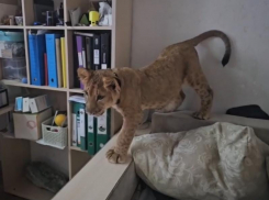 Волгоградские волонтеры спасли от живодеров львицу, которую содержали как кота