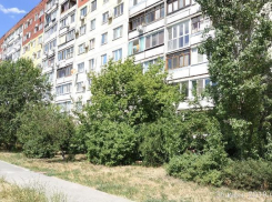 «Жители Волгограда готовы с вилами выйти на защиту деревьев от вырубки», - общественник