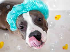 На четыре дня остались без горячей воды жители Волгограда