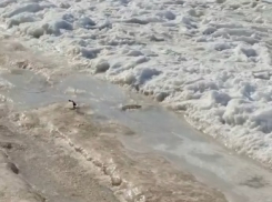 Источники забили из-под земли во дворе в Волгограде 