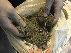 В Волгоградской области изъято 2 кг. марихуаны