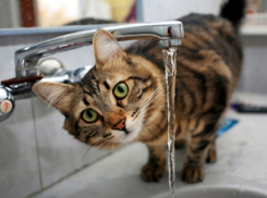 На две недели оставили без горячей воды четыре района Волгограда