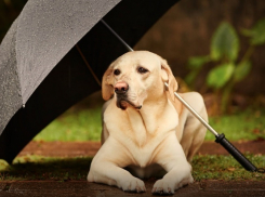 Суббота встретит волгоградцев дождями с летними грозами