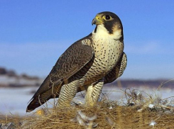 В Волгоградской области замечен краснокнижный сапсан