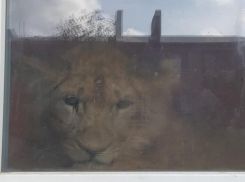 Запертого в квартире льва сняли на видео в Волгоградской области:  родители опасаются за детей