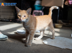 Под Волгоградом из-за зараженной кошки объявили карантин по бешенству