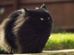 МЧС предупредило волгоградцев о крепком ветре