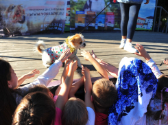 В Волгограде пройдет дармарка щенков и котят из приютов