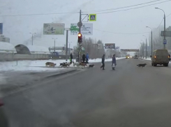 В Волгограде бездомные собаки научились переходить дорогу по светофору 