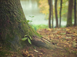 Волгоградцам запретили посещать леса из-за распыления пестицидов