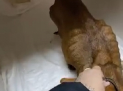 В Волгограде хозяева устроили для собаки концлагерь и превратили ее в ходячий скелет