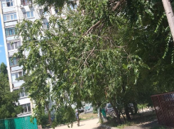 Сдерживаемое проводами дерево может в любой момент рухнуть на детсадовцев в Волгограде