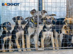 В Волгоградской облдуме обсудили новые подходы к решению проблемы бездомных собак