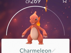 Житель Волжского поймал редкого покемона Чармелеона в маршрутке Волгограда 